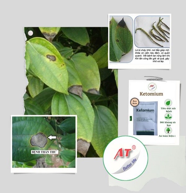 cach-tri-benh-than-thu-tren-cay-tieu