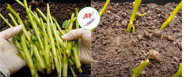 cach-trong-mong-toi-bang-canh