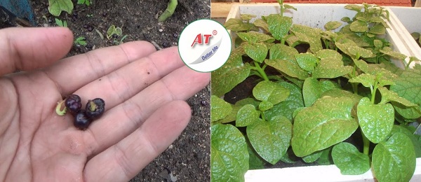 cach-trong-rau-mong-toi-bang-hat