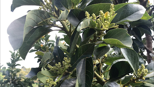 Hướng dẫn kỹ thuật xử lý cho bơ ra hoa trái vụ đơn giản, hiệu quả 4 cach-xu-ly-cay-bo-ra-hoa-trai-vu