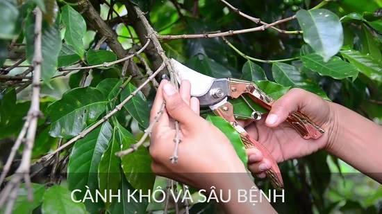 cat-tia-canh-kho-va-sau-benh-cho-ca-phe