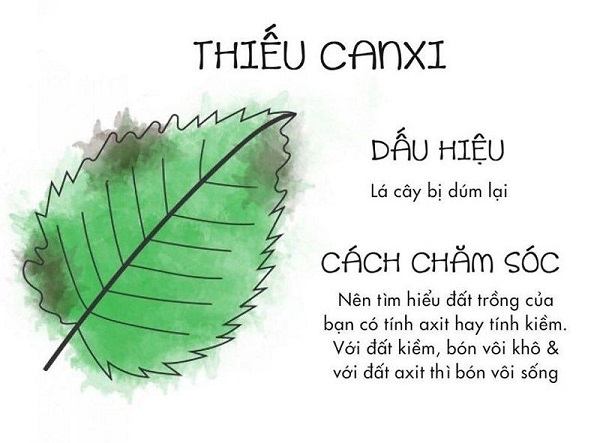 cay-bi-vang-la-do-thieu-canxi