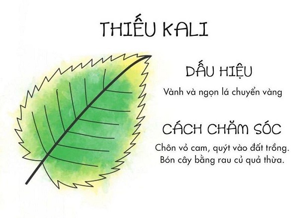 cay-bi-vang-la-do-thieu-kali