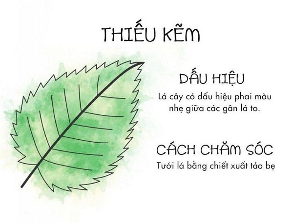 cay-bi-vang-la-do-thieu-kem