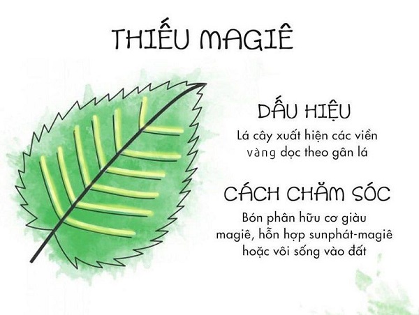 cay-bi-vang-la-do-thieu-magie