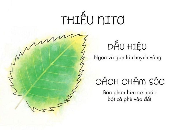 cay-bi-vang-la-do-thieu-nito