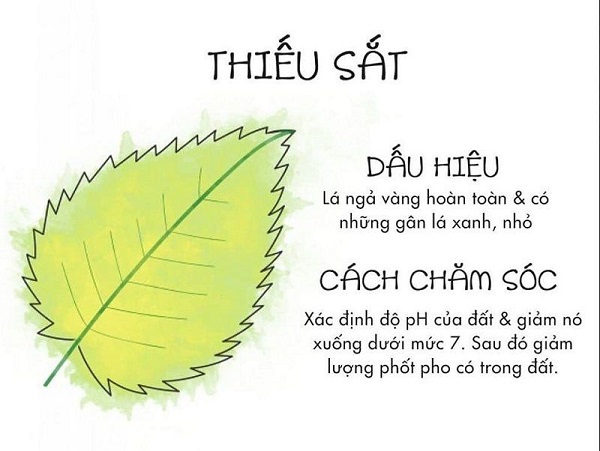 cay-bi-vang-la-do-thieu-sat