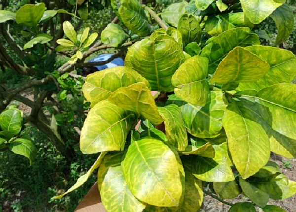 Cây bưởi bị vàng lá: Nguyên nhân và cách khắc phục hiệu quả 1 cay-buoi-bi-vang-la