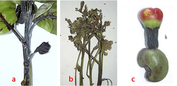 cay-dieu-bi-than-thu