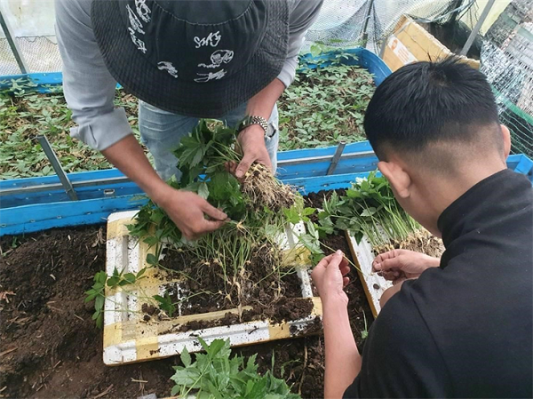 cay-giong-sam-ngoc-linh