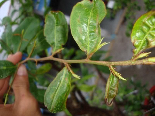Nguyên nhân cây mai vàng bị xoắn lá non và cách khắc phục 3 cay-mai-ra-la-non-bi-xoan
