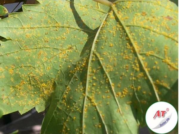 cay-nho-bi-benh-ri-sat