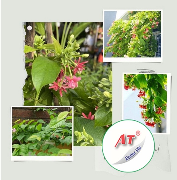 Nguyên nhân và cách khắc phục cây sử quân tử bị vàng lá 1 cay-su-quan-tu-bi-vang-la