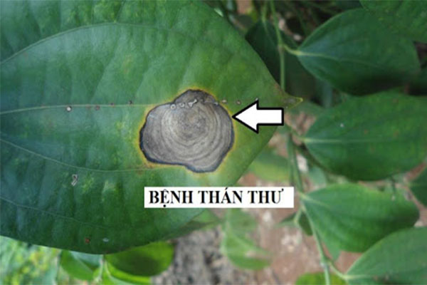 cay-tieu-bi-benh-than-thu