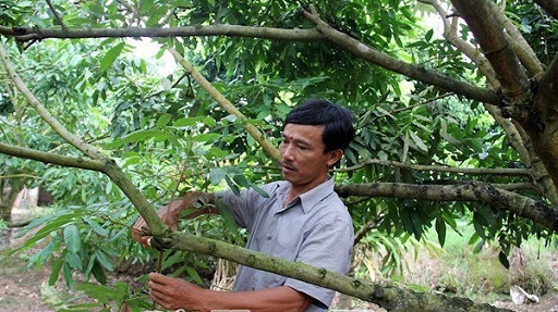 Hướng dẫn chi tiết kỹ thuật chăm sóc cây nhãn từng giai đoạn 5 cham-soc-cay-nhan-sau-thu-hoach