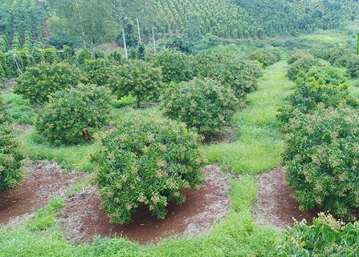 Hướng dẫn chi tiết kỹ thuật chăm sóc cây nhãn từng giai đoạn 1 cham-soc-nhan-thoi-ky-u-mam-hoa