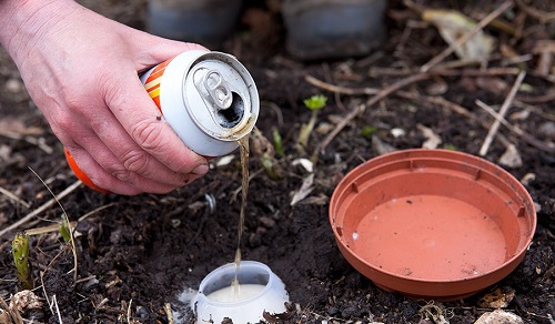 diet-oc-sen-bang-bay-bia