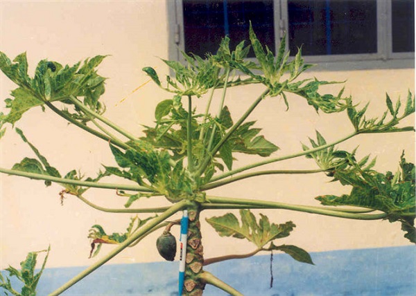 du-du-bi-xoan-la