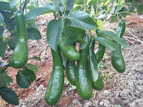 Hướng dẫn kỹ thuật xử lý cho bơ ra hoa trái vụ đơn giản, hiệu quả 3 giong-bo-trai-vu