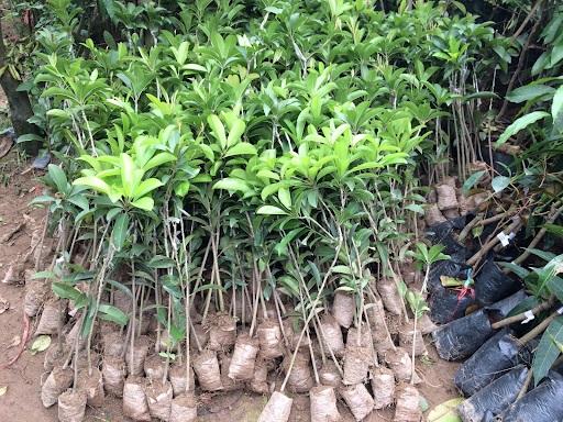 giong-cay-hong-xiem-xoai