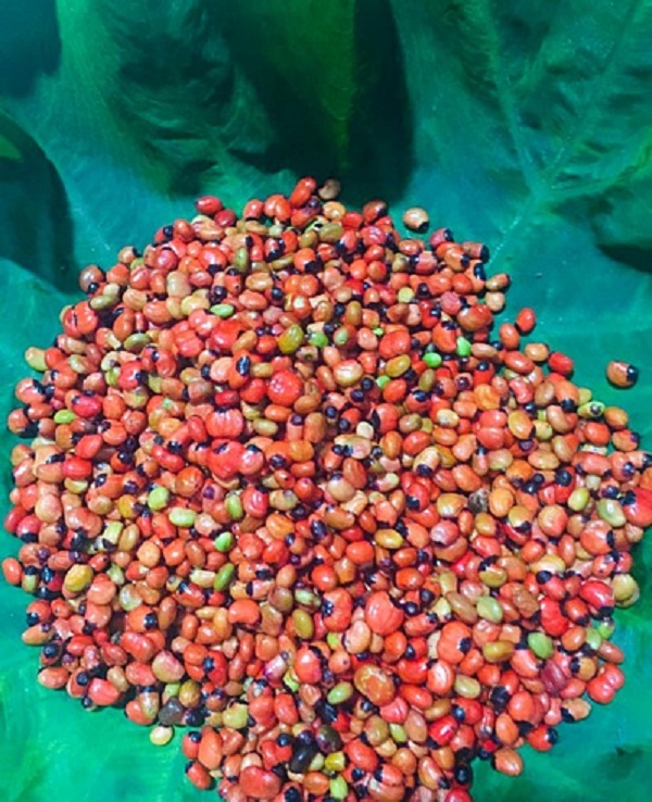 hat-giong-sam-ngoc-linh