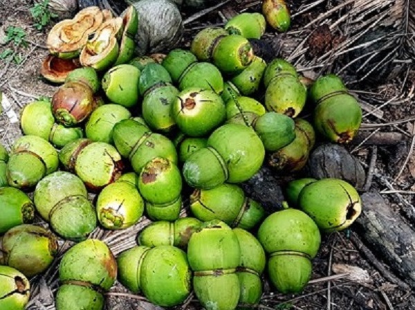 hien-tuong-dua-bi-nut-trai