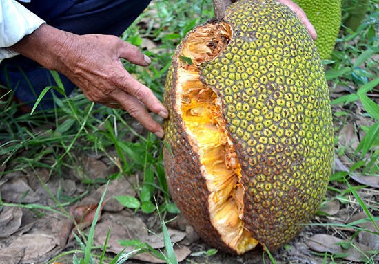 Mít bị nứt trái: Nguyên nhân và cách điều trị hiệu quả nhất 4 hien-tuong-mit-nut-qua