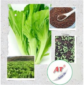 huong-dan-cach-trong-cai-be-xanh