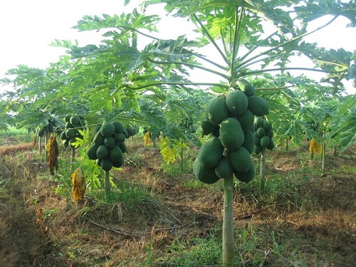 khoang-cach-trong-du-du