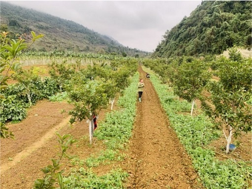 khoang-cach-trong-hong-xiem-xoai