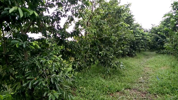 Kỹ thuật trồng cây mãng cầu xiêm chuẩn cho năng suất cao 1 khoang-cach-trong-mang-cau-xiem