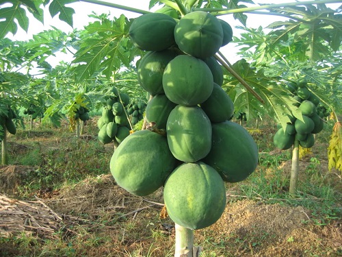 ki-thuat-trong-du-du-sai-trai