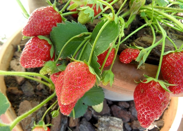 ky-thuat-trong-dau-tay-tai-nha