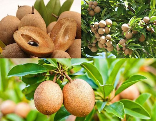 ky-thuat-trong-hong-xiem-xoai