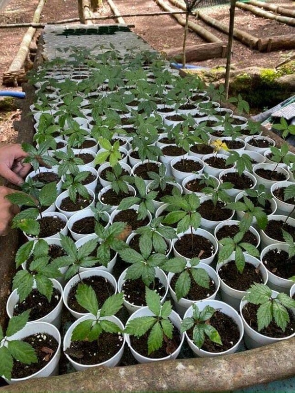 ky-thuat-trong-sam-ngoc-linh-trong-chau