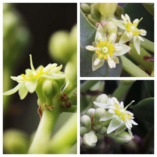 Hướng dẫn kỹ thuật xử lý cho bơ ra hoa trái vụ đơn giản, hiệu quả 1 ky-thuat-xu-ly-cho-bo-ra-hoa-trai-vu