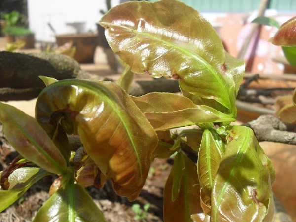 Nguyên nhân cây mai vàng bị xoắn lá non và cách khắc phục 1 mai-vang-bi-xoan-la-non