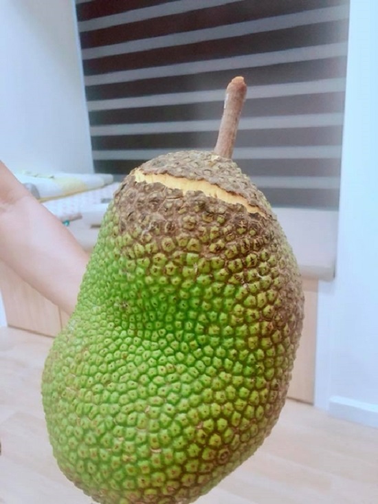 Mít bị nứt trái: Nguyên nhân và cách điều trị hiệu quả nhất 3 mit-bi-nut-qua