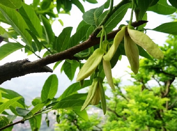 na-ra-hoa-vao-thang-may