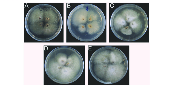 nam-fusarium-oxysporum-f-sp-cubense