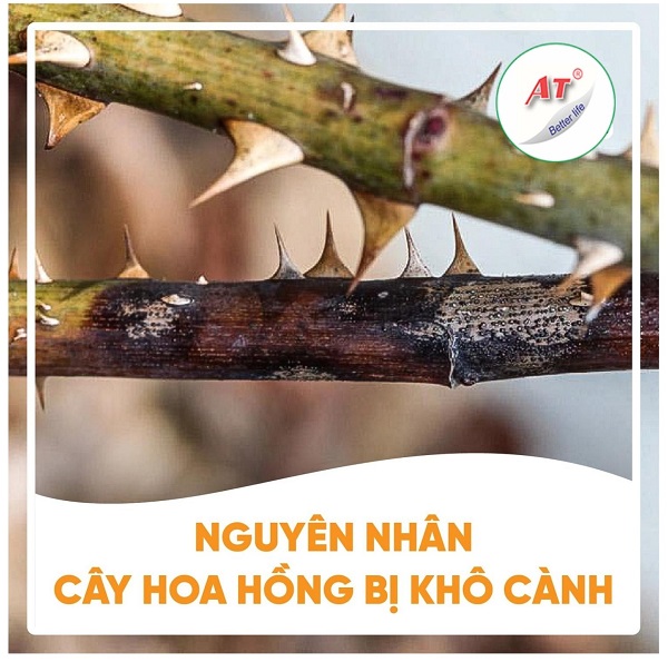 nguyen-nhan-cay-hoa-hong-bi-kho-canh
