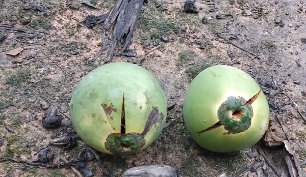 nguyen-nhan-dua-bi-nut-trai