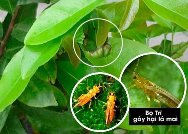 Nguyên nhân cây mai vàng bị xoắn lá non và cách khắc phục 2 nguyen-nhan-la-mai-bi-xoan