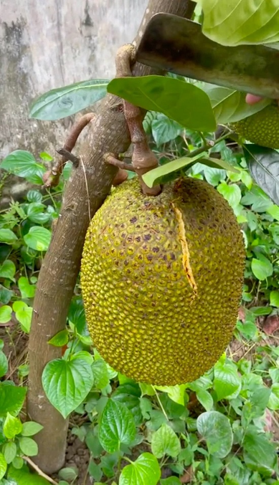 Mít bị nứt trái: Nguyên nhân và cách điều trị hiệu quả nhất 2 nguyen-nhan-mit-bi-nut-trai