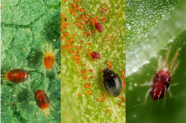 nhen-do-gay-hai-cho-cay-co-mui