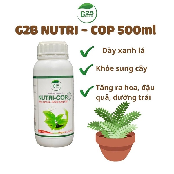 phan-bon-cho-dau-tay