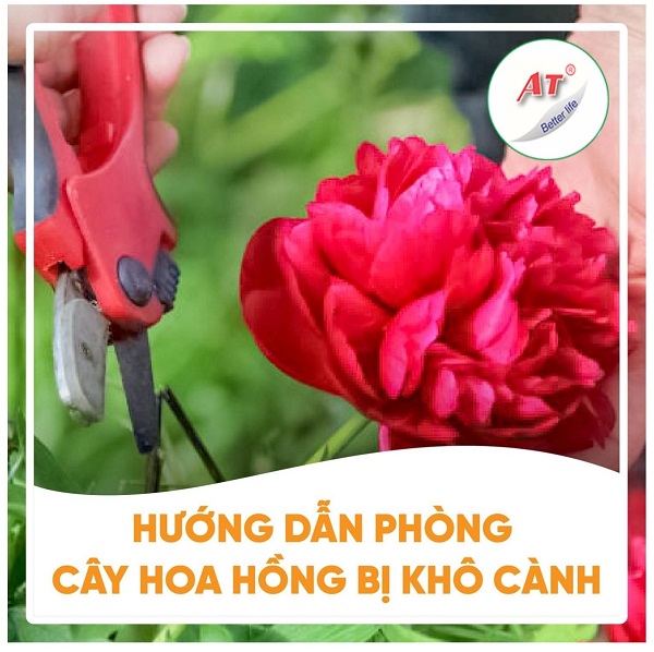 phong-benh-kho-canh-o-hoa-hong