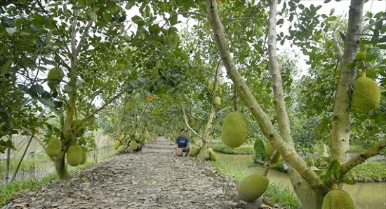 Mít bị nứt trái: Nguyên nhân và cách điều trị hiệu quả nhất 5 qua-mit-bi-nut-xu-ly-the-nao