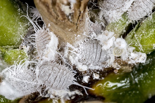 rep-sap-tren-cay-du-du