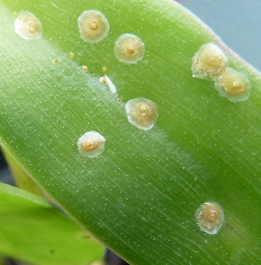 rep-vay-tren-hoa-lan